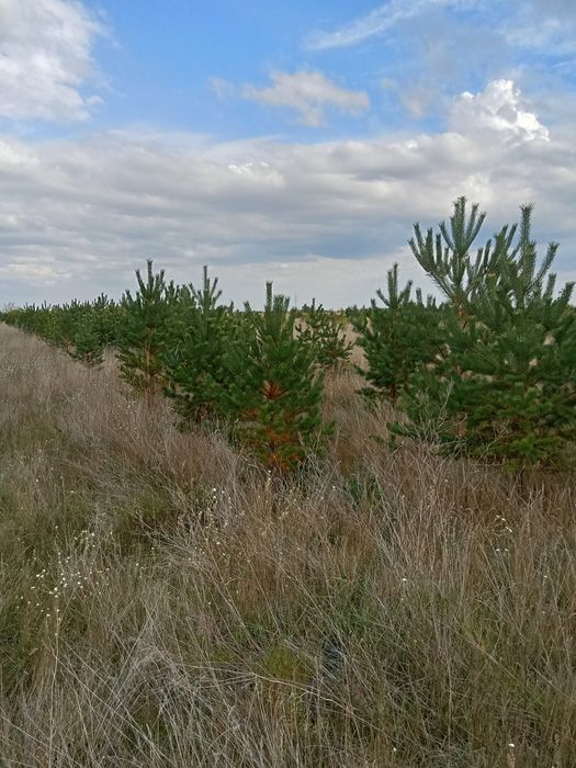 Сосны в большом количестве