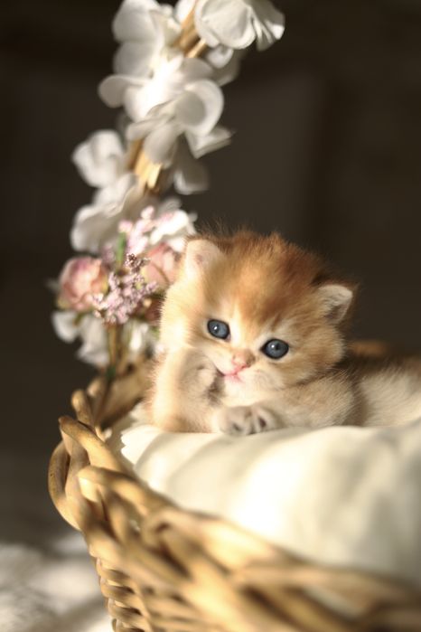 Котенок Золотая Шиншилла