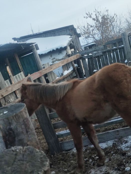 Продам кобылку писать на ватсап