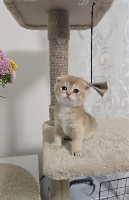 Шотландская вислоухая кошечка