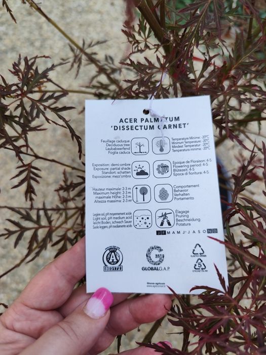 De vânzare arțar japonez