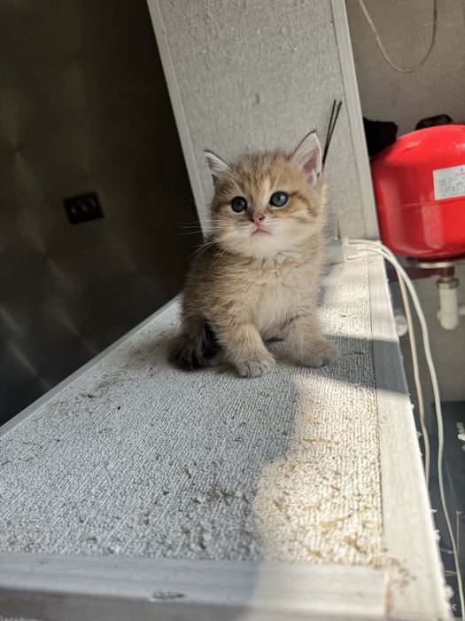 Котяты шиншиллы