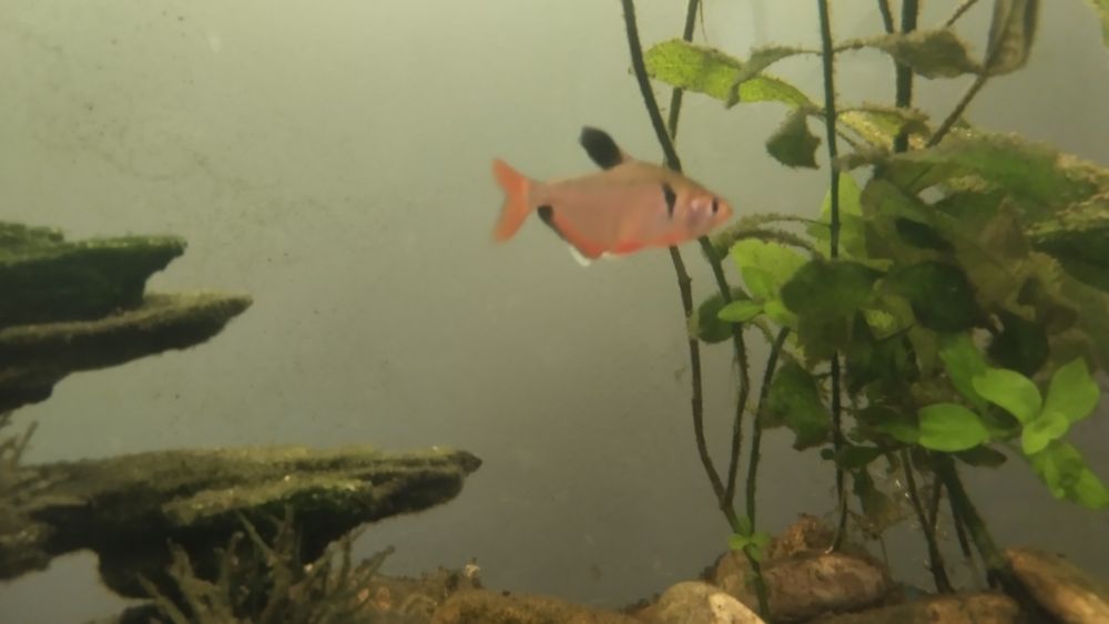 Продам аквариумные рыбки