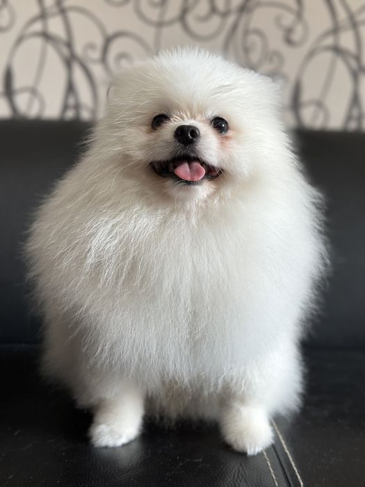 Вязка шпица