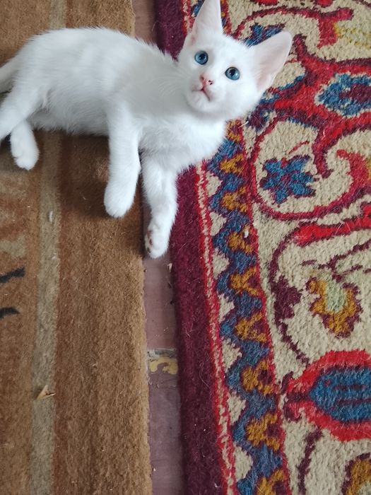 Продаются котята