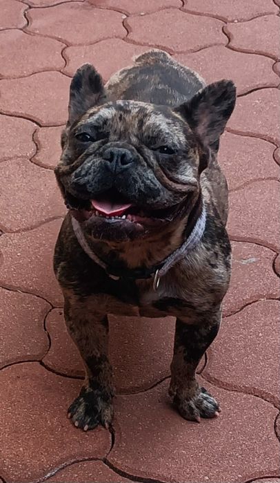 Bulldog Francez Merle femela