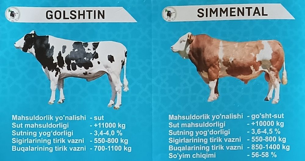 Suniy qochirish, faqat sigir va gʻunajinlarni.