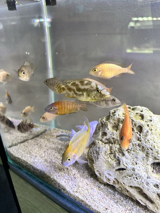 Рыбы Африканцы микс семья .