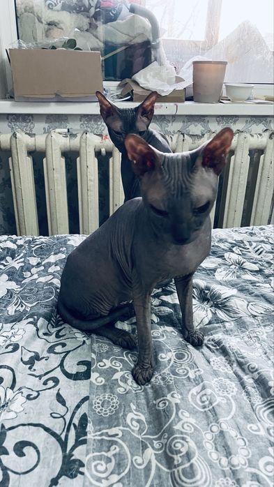 Продам кота сфинкса