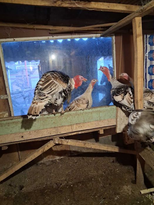 Продавам домашни пуйки.