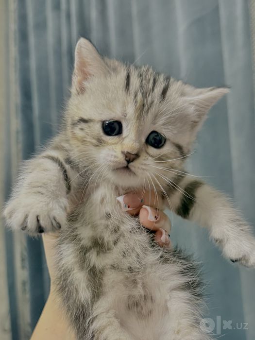 Скоттиш страйт котята