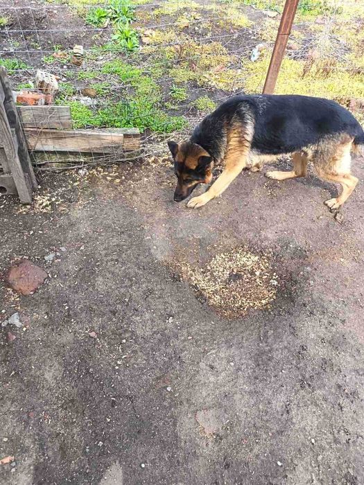 Продават се Немски овчарки