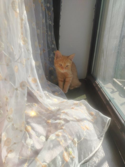 Даром отдам котенка
