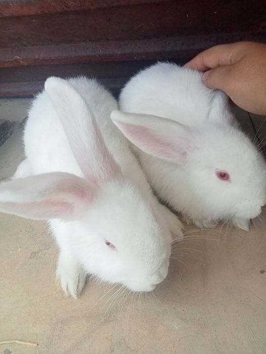 Кролики, одна мать с двумя кроликами