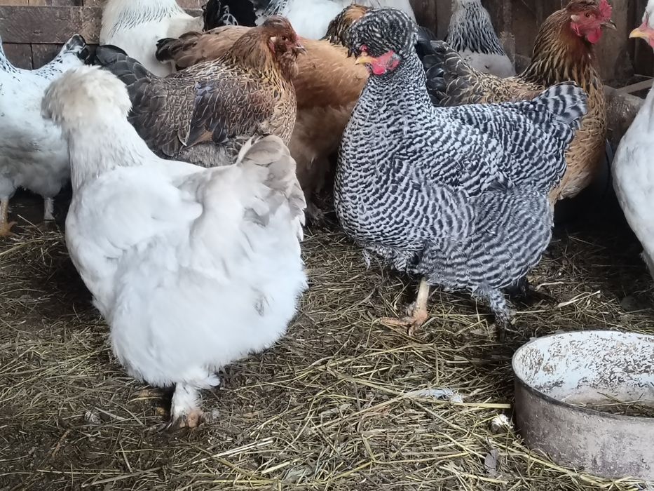 Ouă pentru incubat, găini moțate și bărboase.gainile sunt vaccinate.