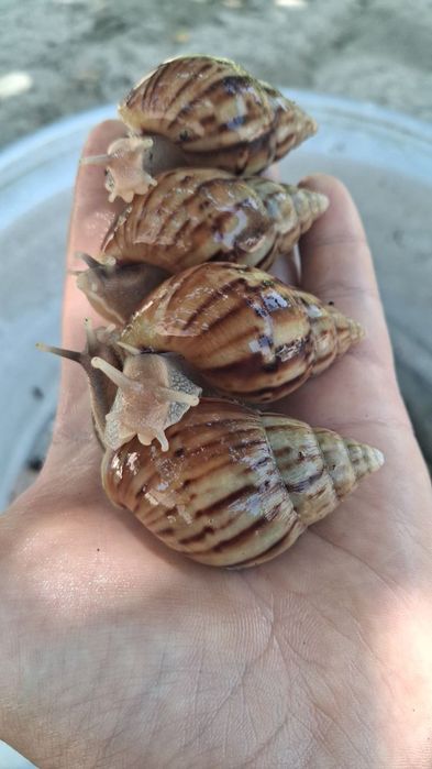 Namangan ulitka kafolati bilan