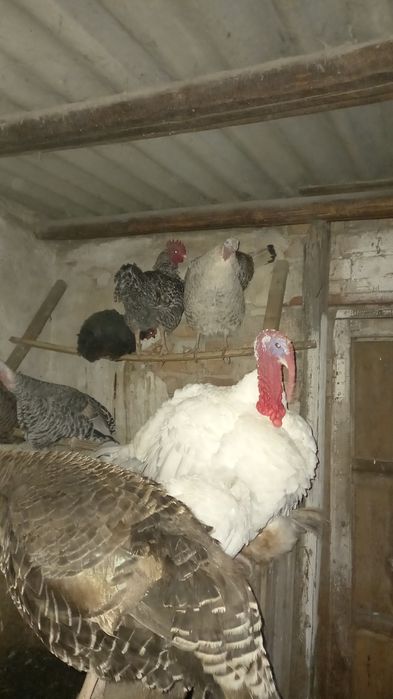 Продам индюшек самки