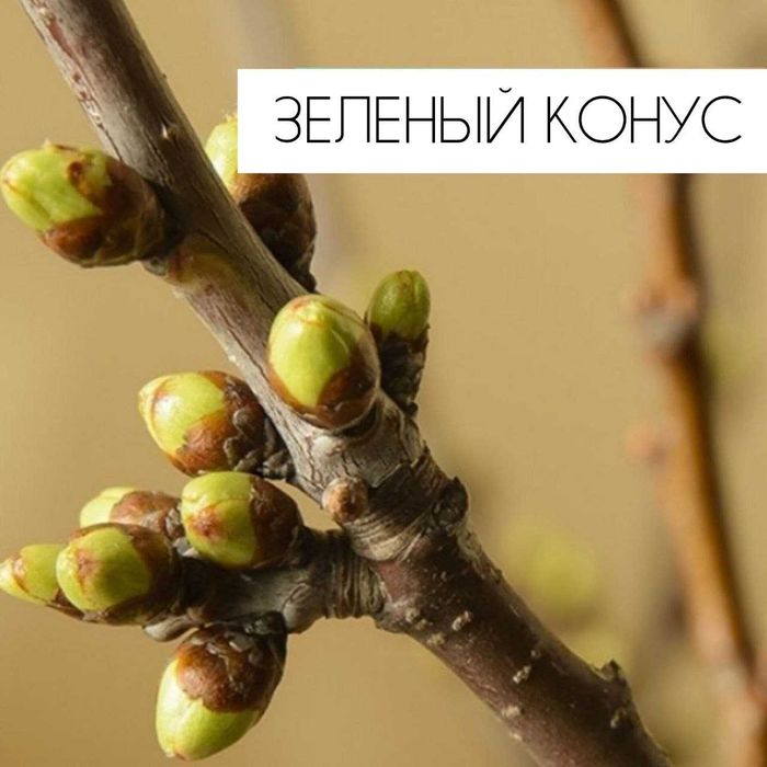 Продаем для посадки смородину черную