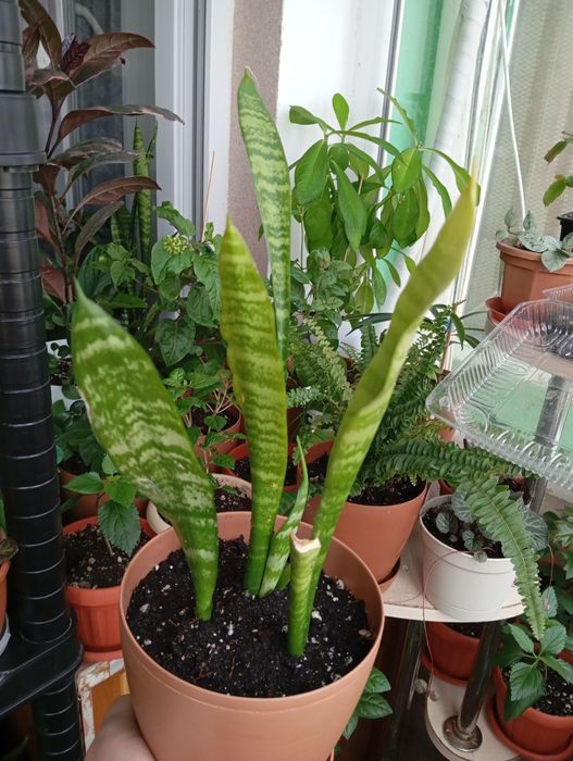 Продам цветы комнатные