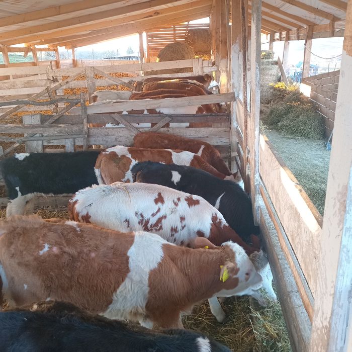 Vand 9 tauras intarcati