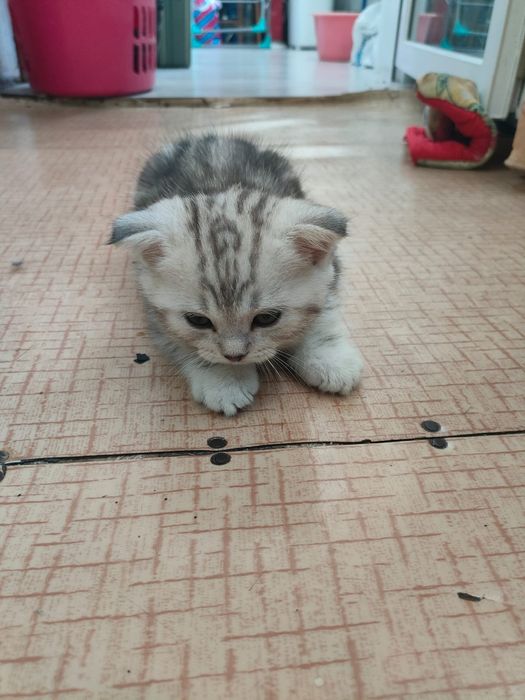 Продам катенка...