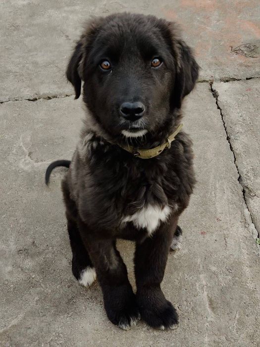 Отдаем в добрые руки собачку по имени Шарик