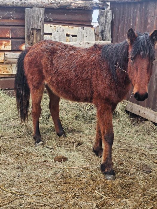 2 тайдан байтал шығар сатылады