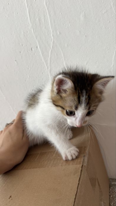 Отдам котят в добрые руки,бесплатно.