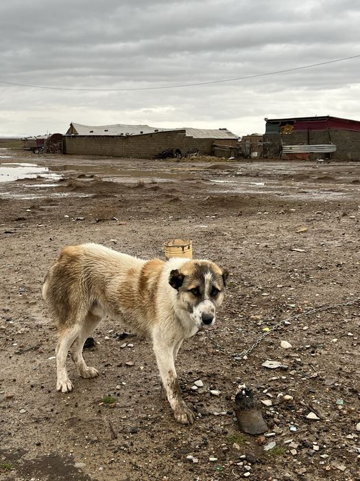Төбет ит тобет сатылады