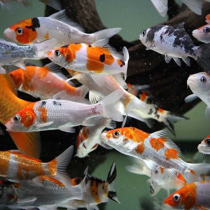 Аквариумная рыбка "Карп Кои"