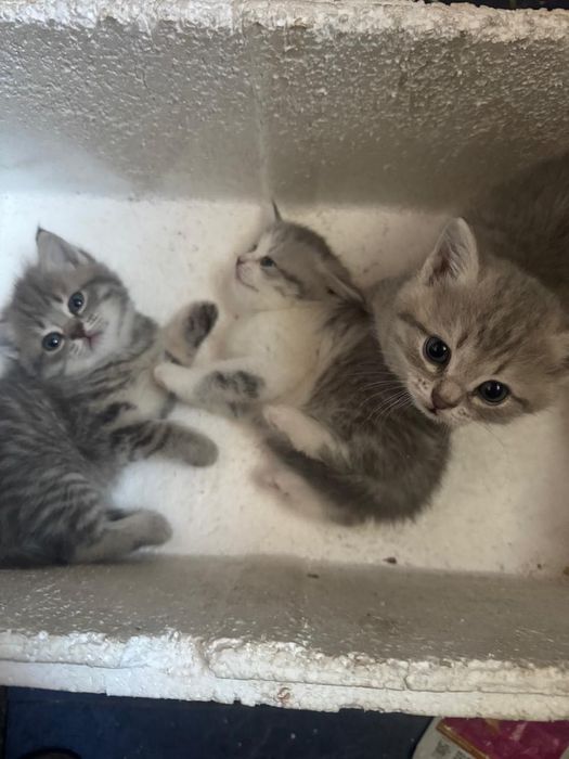 Котята британки короткошерстной
