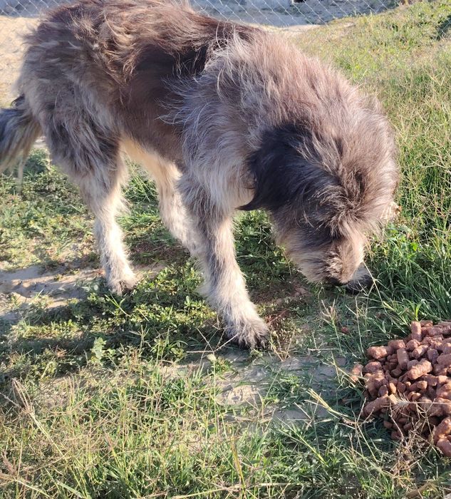 Adoptie urgenta cățelușa talie mare