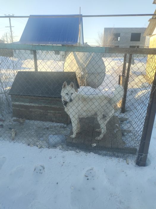 Қоршау сатылады..