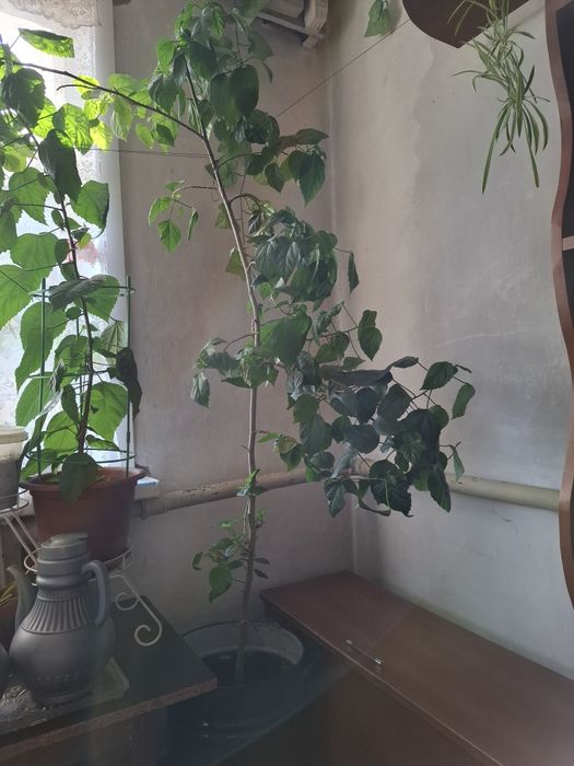 Китайская роза!!