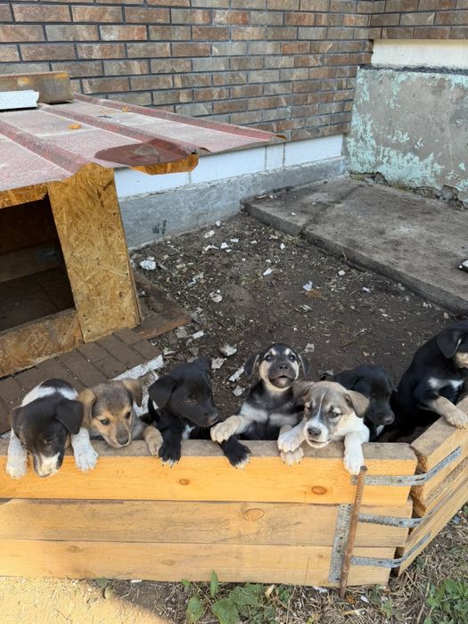 Щенята в хорошие руки