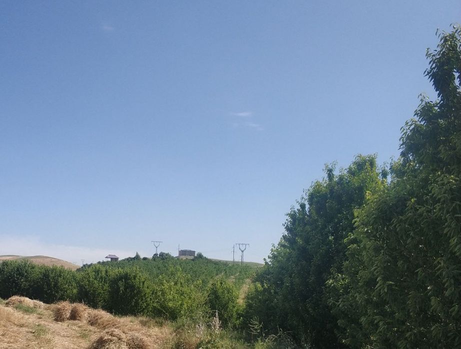 Bog' sotiladi 13 Gektar  tayor