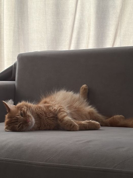 Отдам кота сибирского