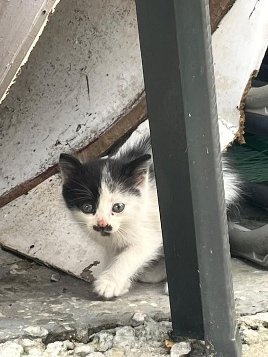 Отдам котят два мальчика