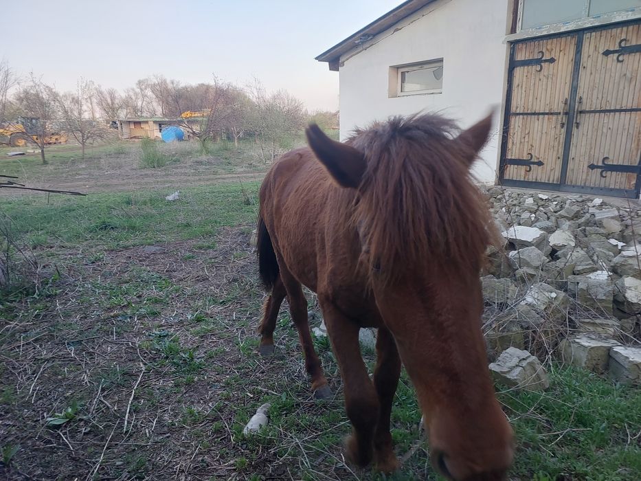 Продам кобылу. 2 года