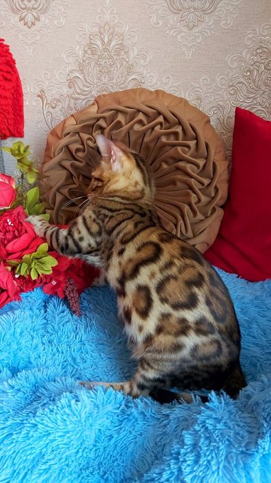 Яркие  БЕНГАЛЬСКИЕ котятки