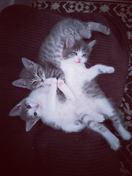 Красивые котята!