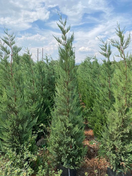 Leylandii gard viu, 1m-6m livrare fara avans/ Tuia smarald etc