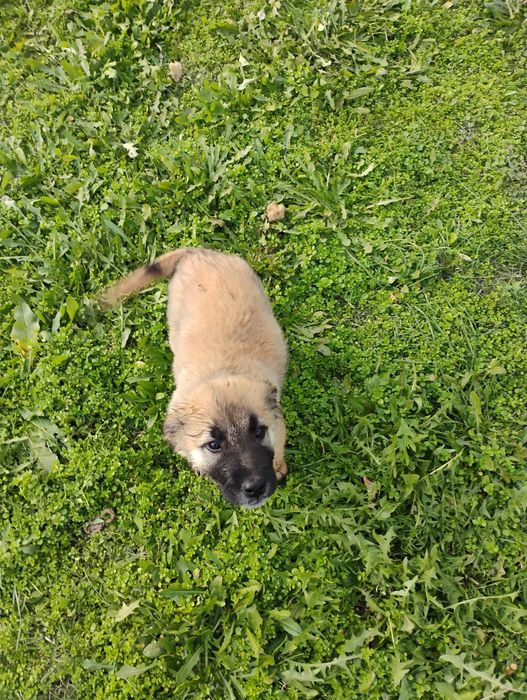 Белгийска овчарка