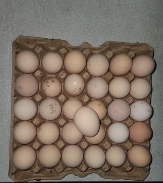 Tuxum sotiladi arzon narxlarda