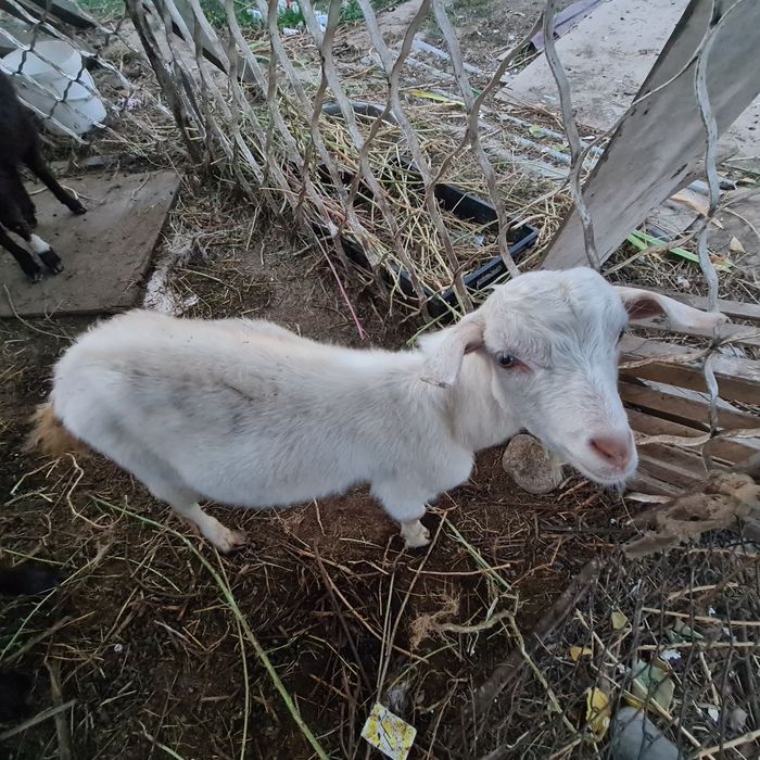 Лак ешкилер бар калада