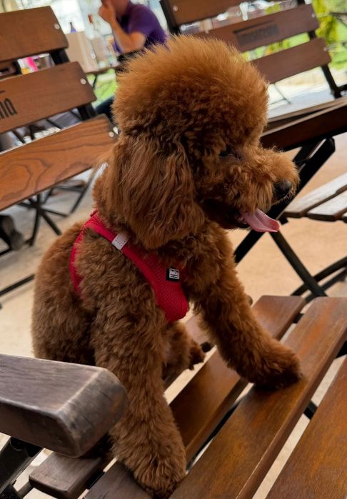 Caniche Pudel Toy Mascul cu Pedigree 8 luni educat, bland crescut in familie