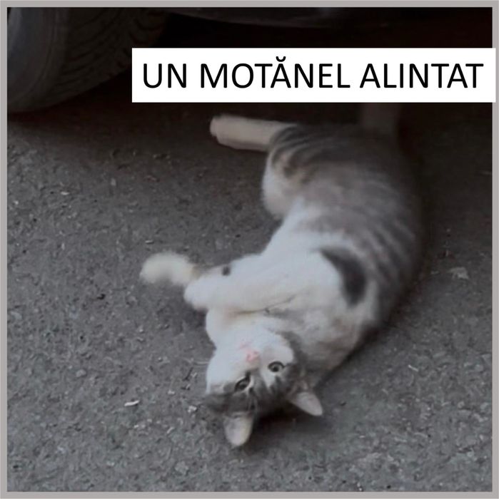 ADOPȚIE - Motănel de 9 luni