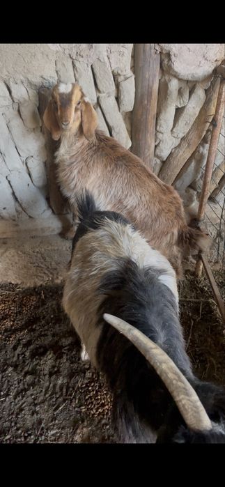 Она Бола Эчкилар сотилади
