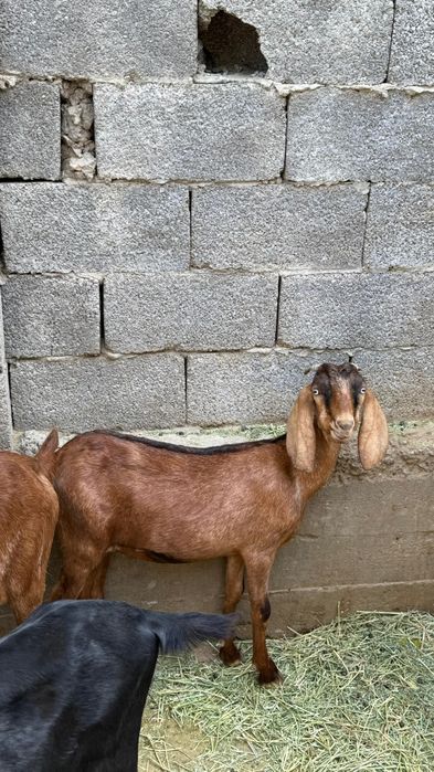 Битал козлято...