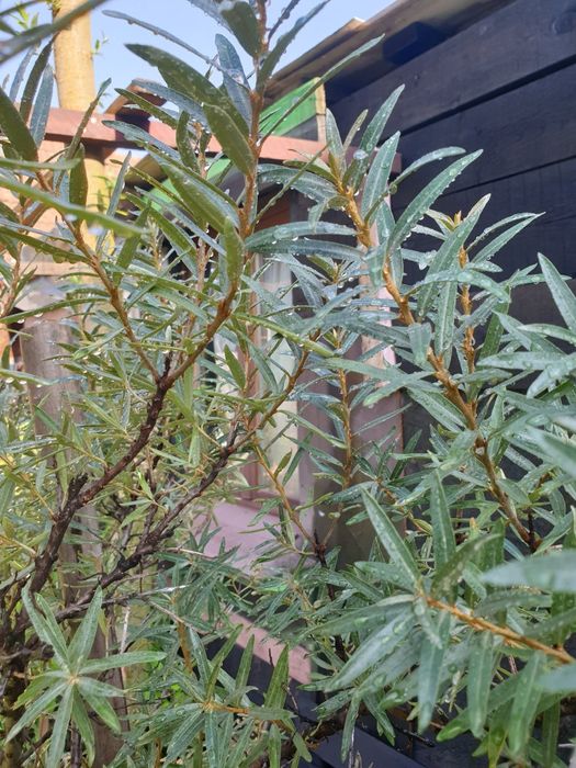 Pomi fructiferi în ghivece mari, artizanale, Ginko B.,Cătină, Gojii, V